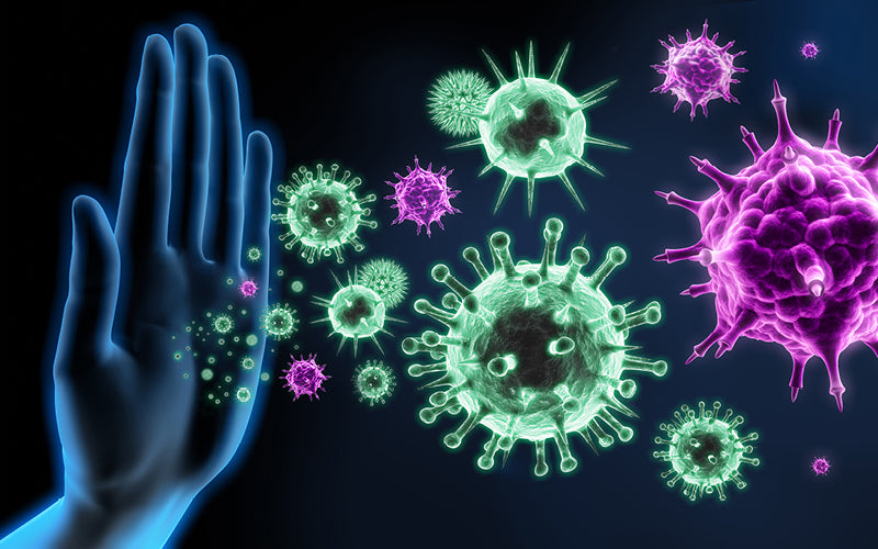 Immune Function and Your Menstrual Cycle