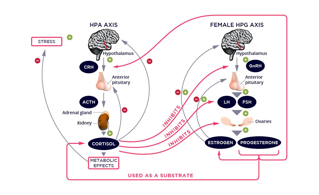 The Importance of Meditation for Stress & Hormonal Balance