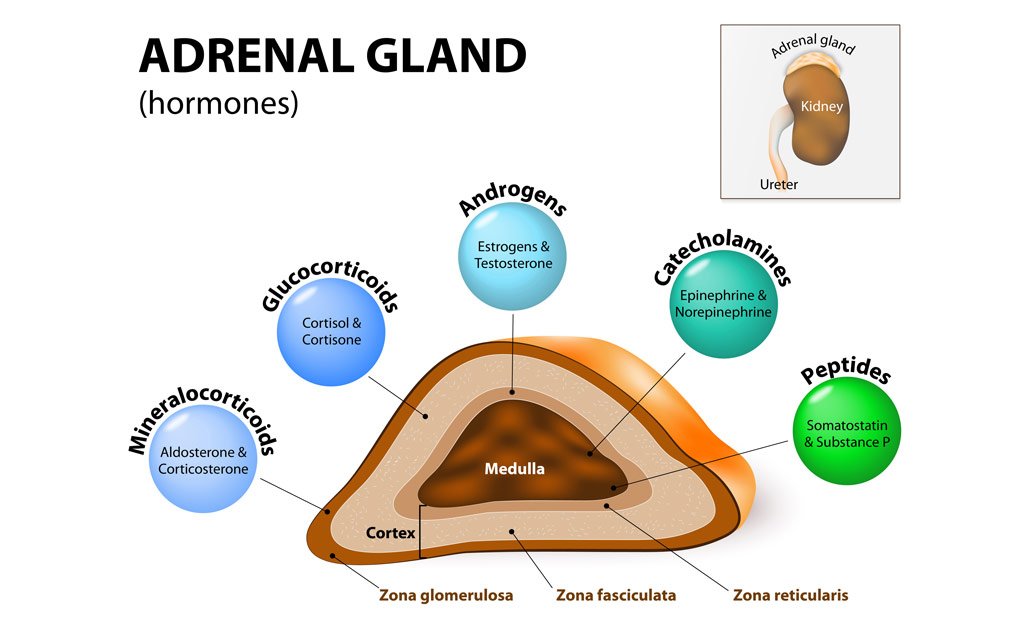 Why Adrenal Health is Important During Menopause