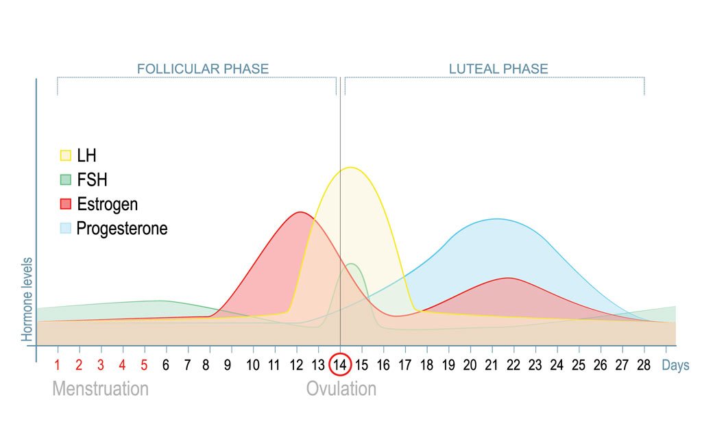 5 Steps to Treating Oestrogen Dominance