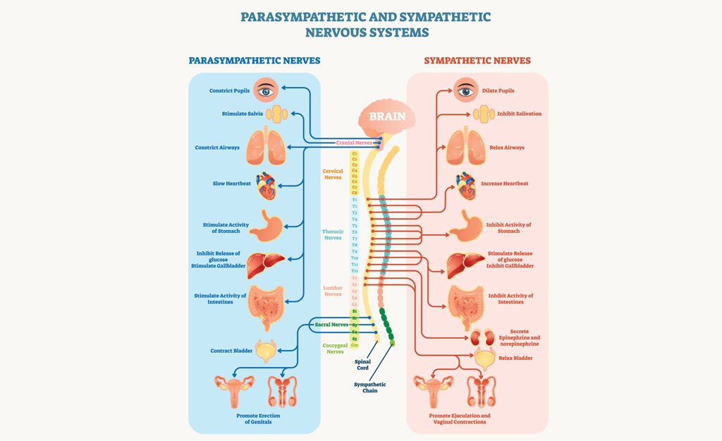 Parasympathetic & Sympathetic Nervous System