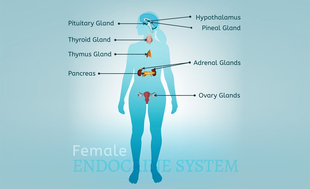 How the Endocrine System Affects Menopause