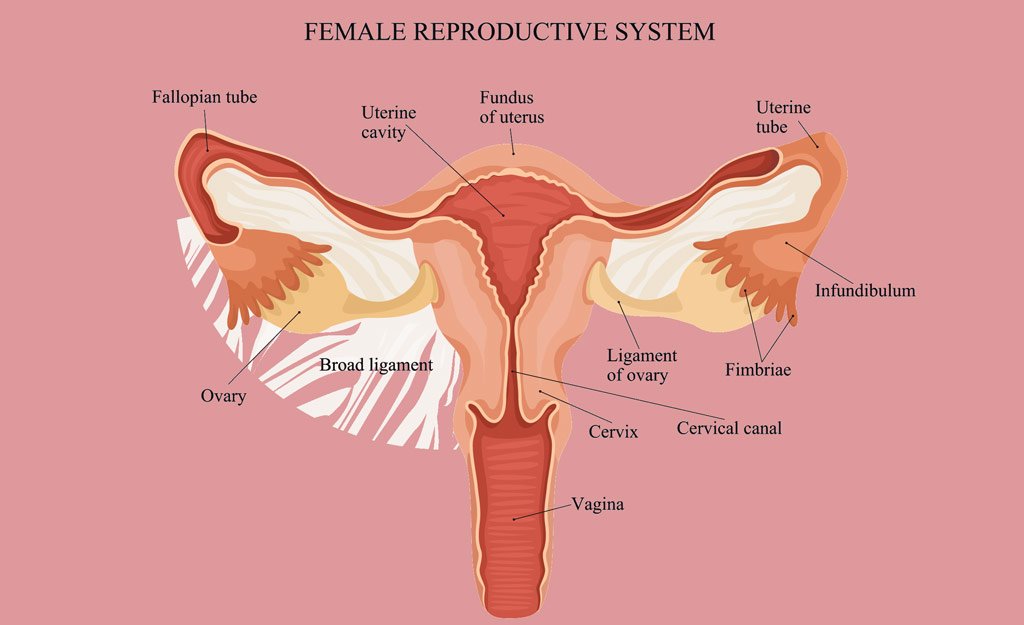 Anatomy of the Female Reproductive System