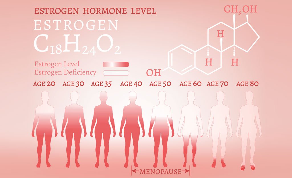 Basic Facts About Oestrogen, Progesterone & Androgens